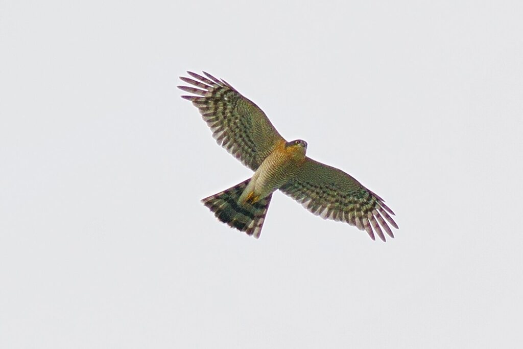 ハイタカオス成鳥2