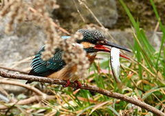 ごちそうさま_01