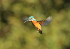 本日のホバ3 本日のホバ3