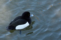 井の頭公園の水鳥