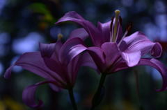 富士見高原のユリ２