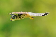 獲物を狙って降下中のチョウゲンボウ（オス）2