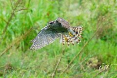 オオタカの狩り3