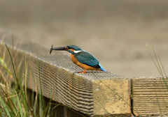 小っちゃいけど・・・