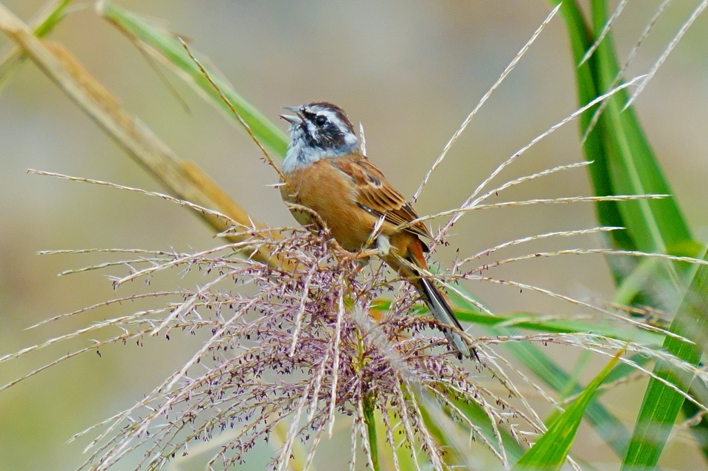 ホウジロ2