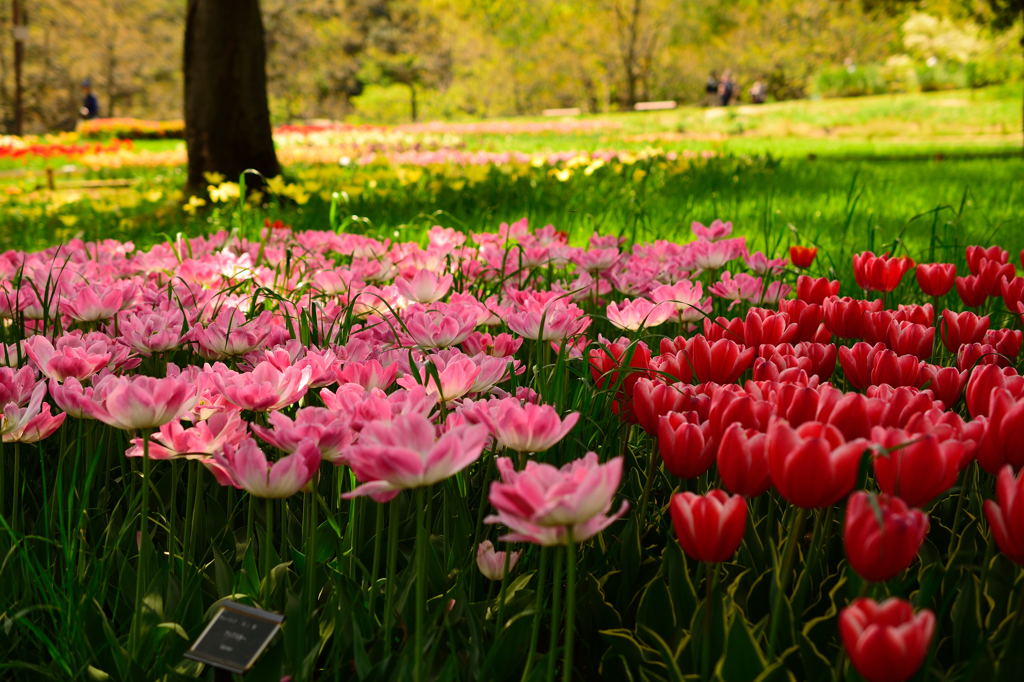 昭和記念公園のチューリップ4