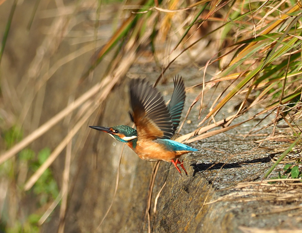飛ぶ！181123_082239