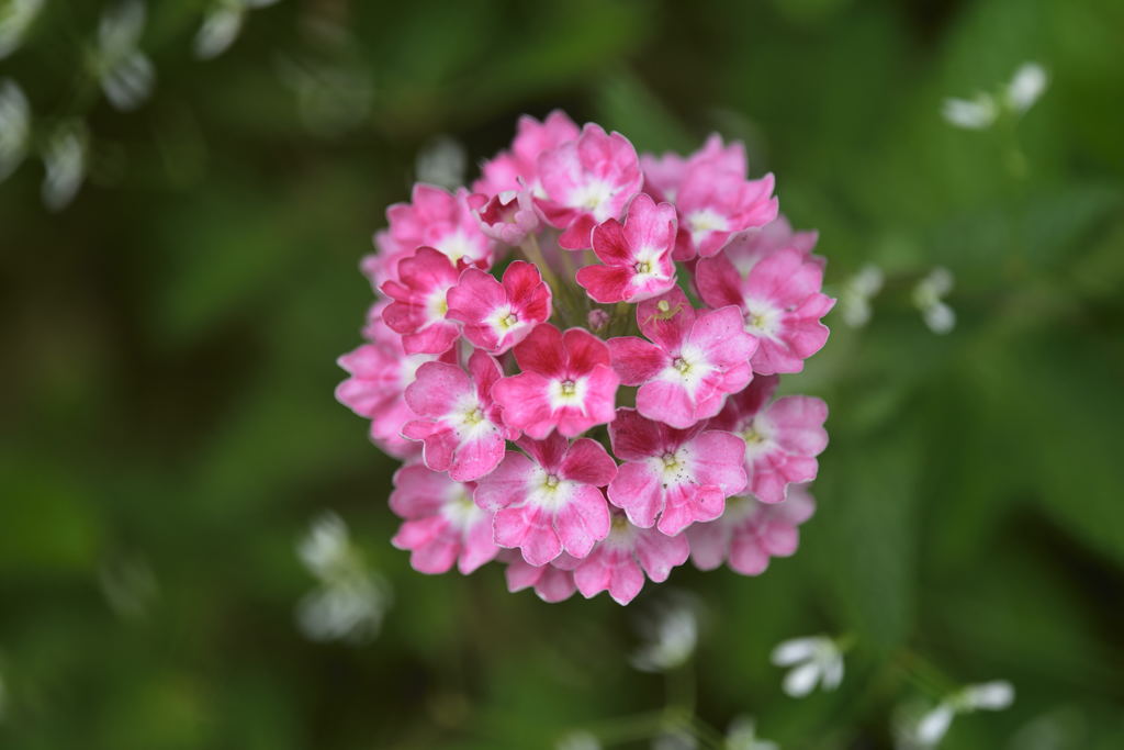 アンジェの花6