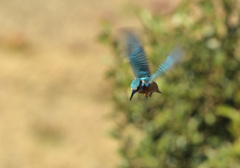 新年2回目のホバ5 新年2回目のホバ5