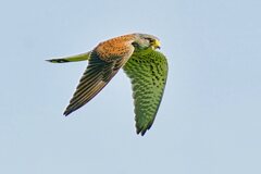 チョウゲンボウ（オス）の飛翔1