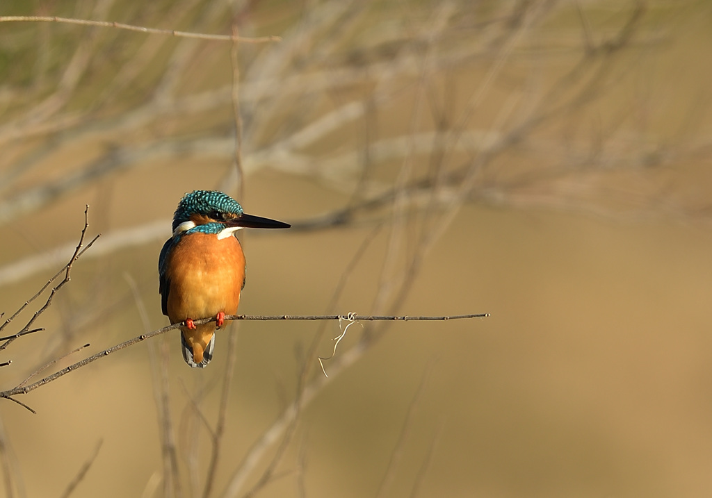 この顔に魅せられて2