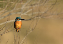 この顔に魅せられて2 この顔に魅せられて2