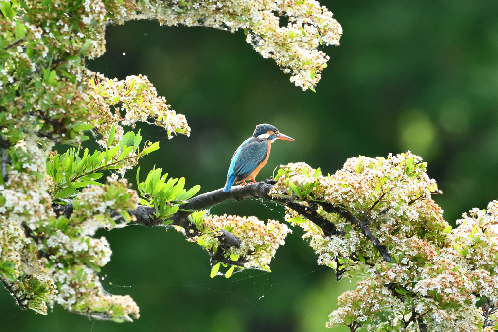 お立ち台のメス1