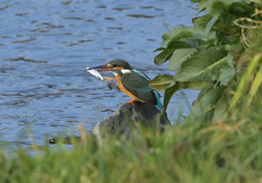 石止まり1 石止まり1