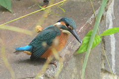 幼鳥オス　狙う！