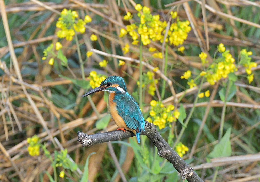 菜の花とカワセミ2