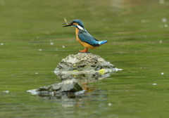 お魚くわえたカワセミ追っかけて3