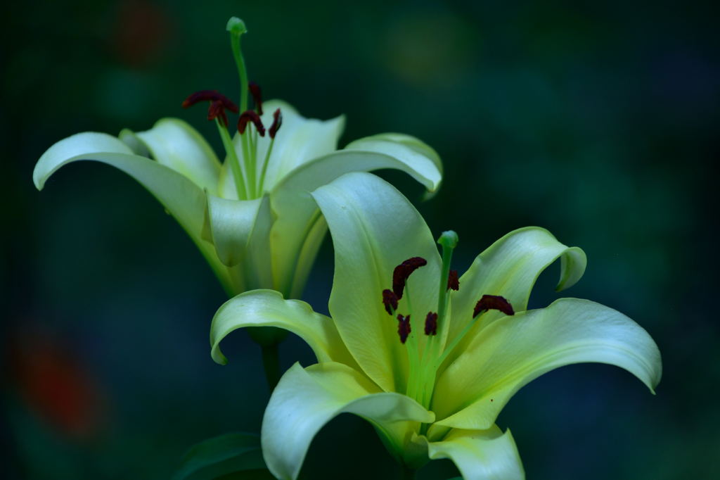 富士見高原のユリ３