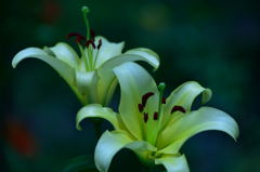 富士見高原のユリ３