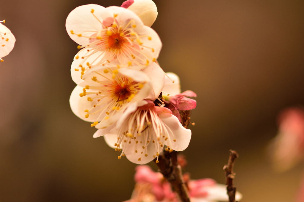 少しずつ春の気配が・・・