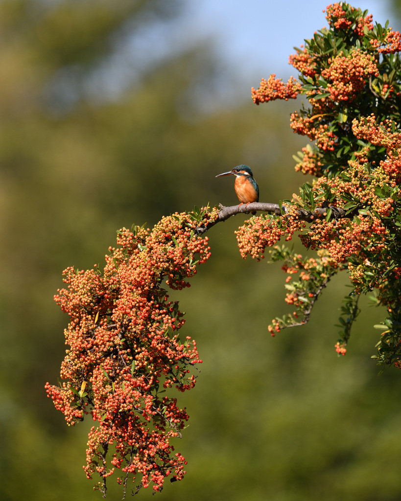 ピラカンサと翡翠5