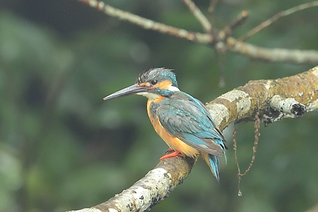 オス親　水浴び後