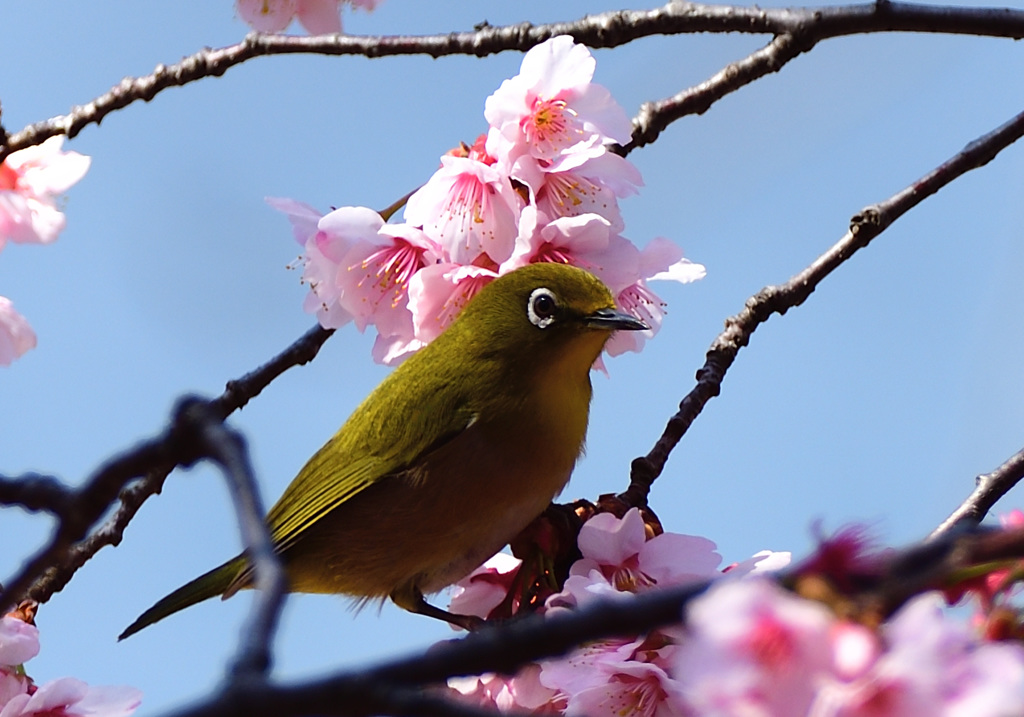 春の光景8