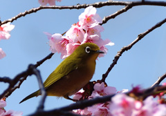 春の光景8