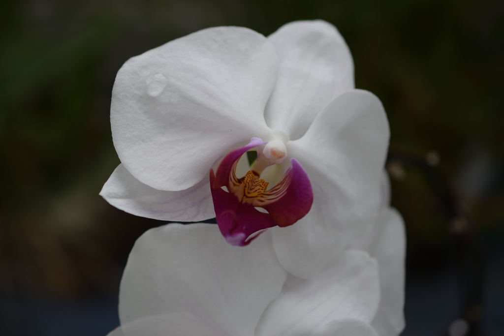 神代植物公園3