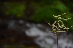 桧原村払沢の滝5
