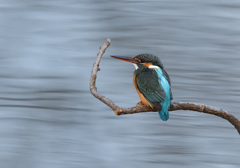 枝止まり2 枝止まり2