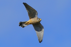 チョウゲンオス1