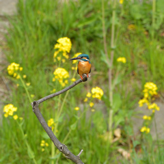 菜の花とカワセミ6 菜の花とカワセミ6
