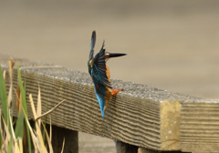 よっこらしょっと！