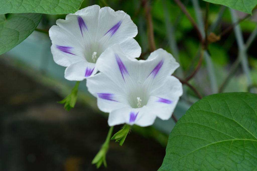 遊歩道のアサガオ