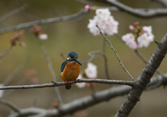 桜カワセミ2