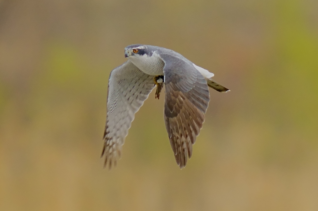 オオタカ成鳥オス