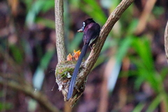 サンコウチョウの給餌