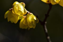 百草園の蠟梅