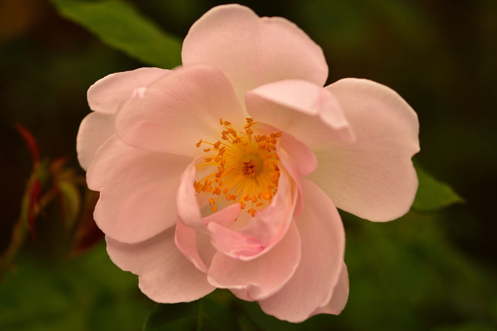 京王フローラルガーデンアンジェ4