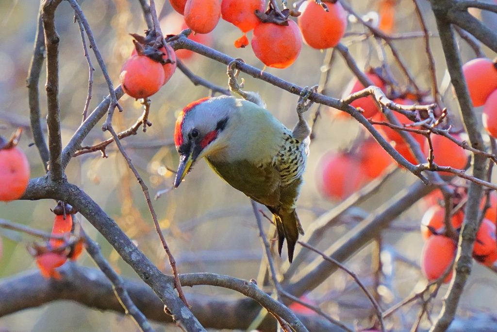 今日も柿がらみ
