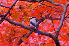紅葉のエナガ2