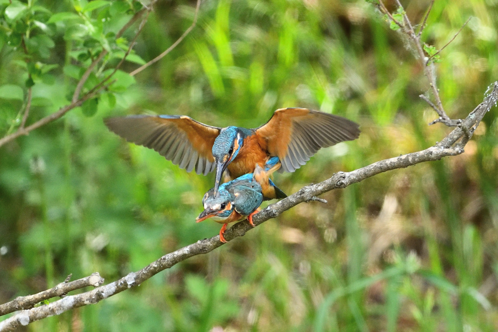 命をつなぐ営み3
