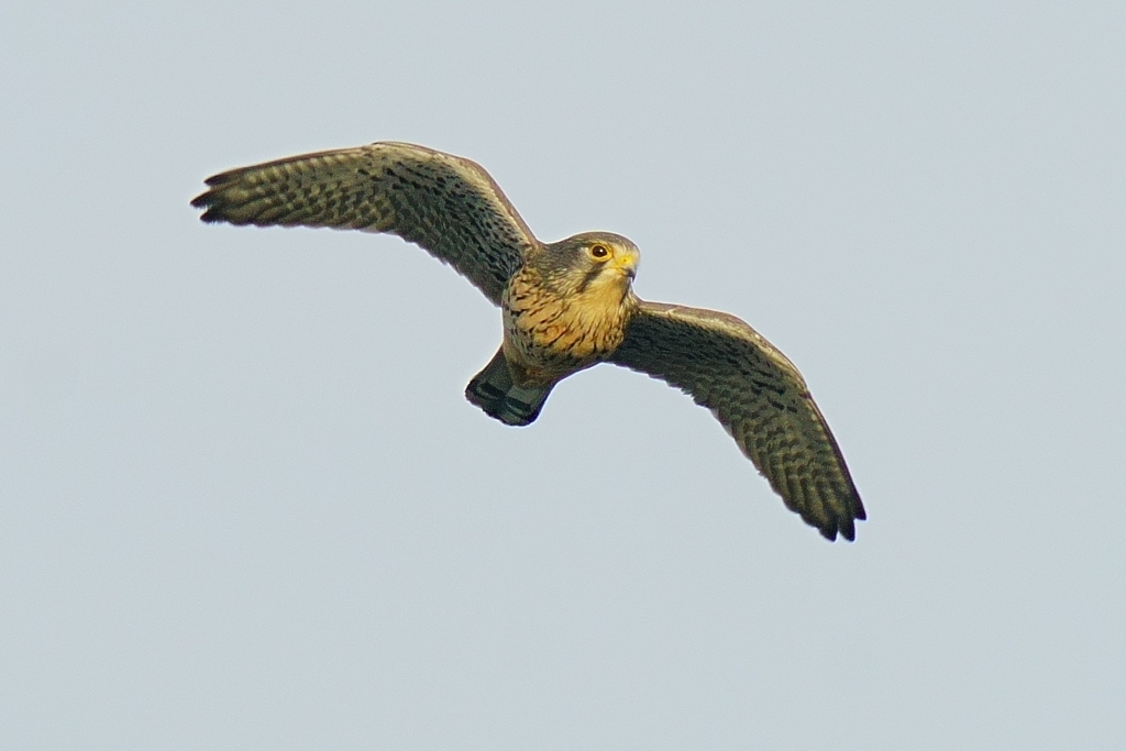 チョウゲンボウ3