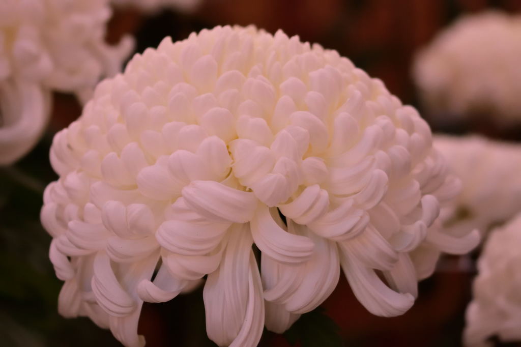 高幡不動菊まつり2