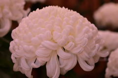 高幡不動菊まつり2