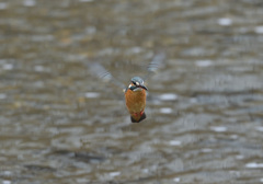 今朝のホバ8 今朝のホバ8