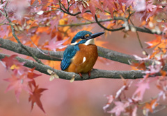紅葉とカワセミ