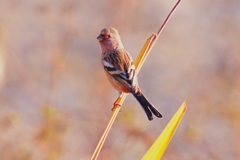 ベニマシコ若オス
