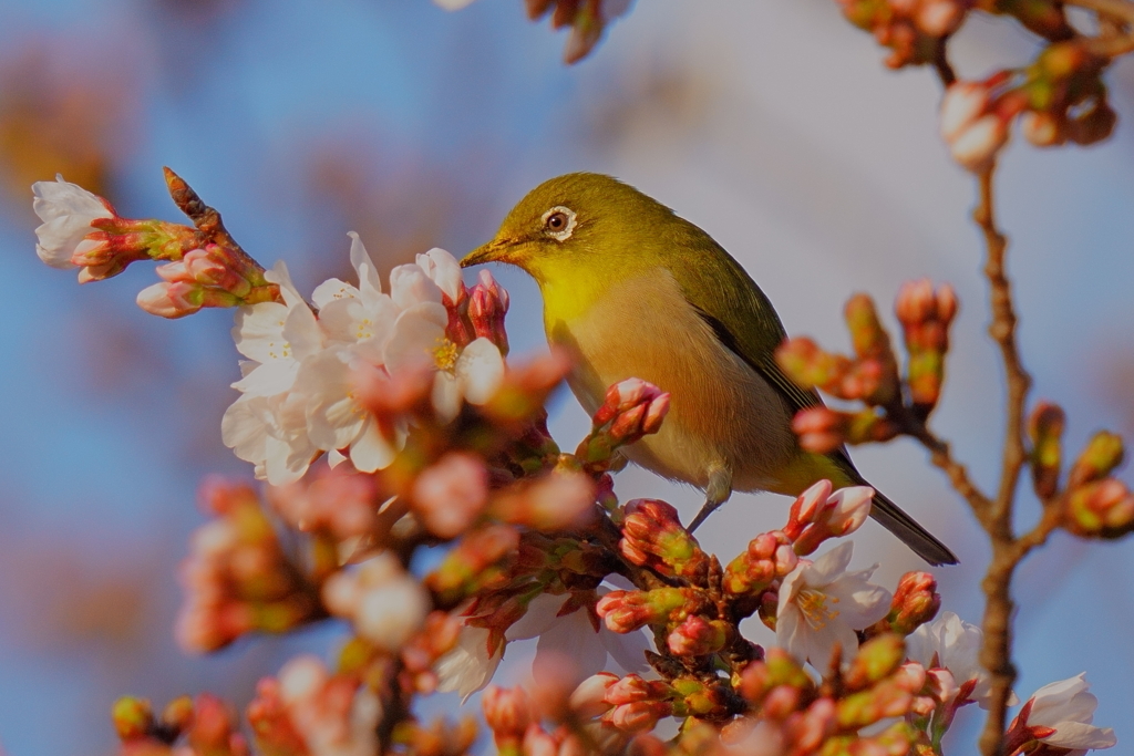 桜メジロ1